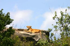 640px-Lioness-in-the-Serengeti